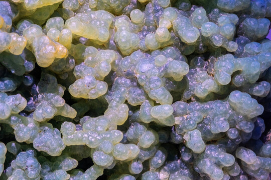 mineral green grape agate, technically classified as a botryoidal chalcedony