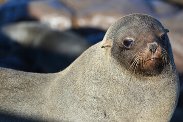 Naklejka premium Brown Fur Seals
