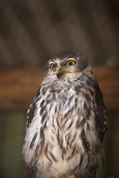 this is a close up of a barking owl