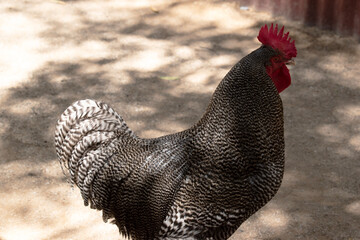 this is a side view of a black and white rooster © susan flashman