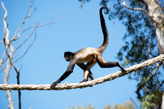 this is a side view of a black handed spider monkey walking on a rope