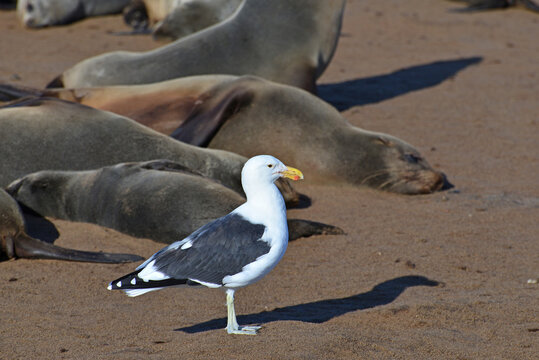 Sea Gull and Fur Seals