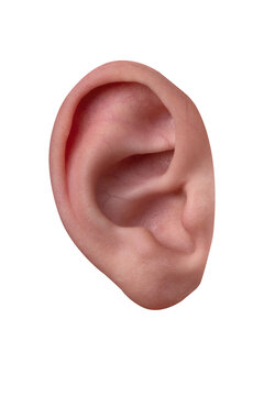 Close-up of a human ear isolated on transparent background, showing natural skin texture and anatomy, perfect for medical, health, and communication concepts.