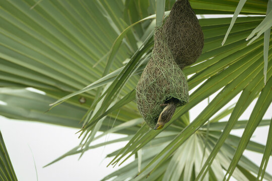 Baya Weaver (Ploceus philippinus)