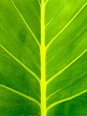 Top View Leaves of Giant Philodendron © Ryan