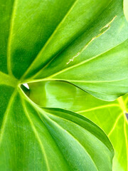 Close up Leaves of Giant Philodendron © Ryan