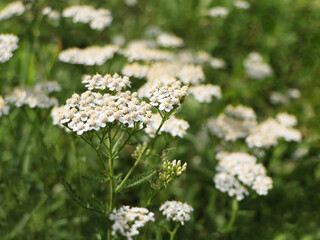 Common yarrow little white flowers on a green blurred floral background with copy space. Close-up of medicinal wild herb Achillea millefolium during flowering. © vaivirga