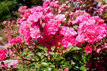 Piękne różowe róże. Beautiful pink roses. © 123108 Aneta