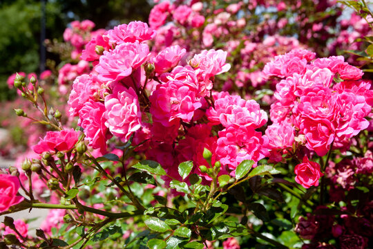 Piękne r&oacute;żowe r&oacute;że. Beautiful pink roses.