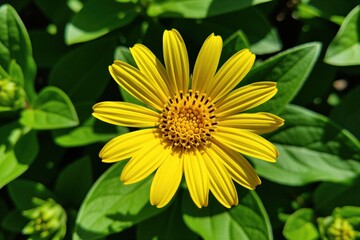 Obraz premium Bright yellow Doronicum flower blooms in sunny garden. Petals surround dark center with green leaves in background. Macro view of spring blossom displays natural beauty. Fresh floral plant grows
