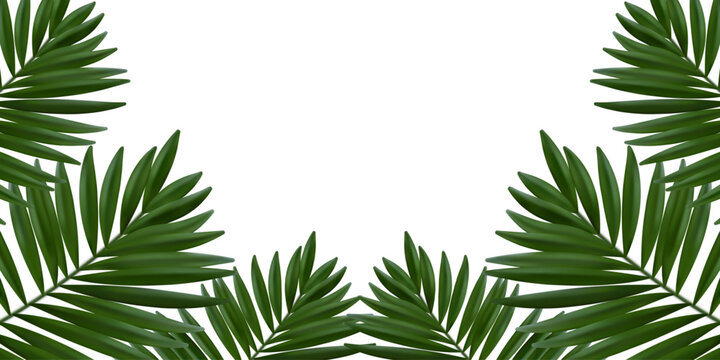 Green palm leaves frame. Chamaedorea palm. Realistic vector illustration on a white background.