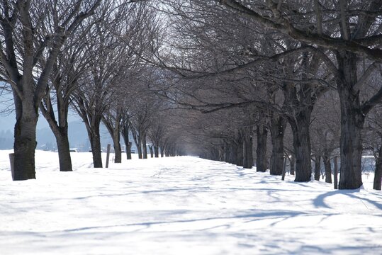 雪に覆われた並木道がまっすぐ続く静かな冬景色と美しい遠近感の風景  
Symmetrical winter tree-lined path covered in snow, creating a serene and deep perspective
