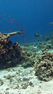 Bluespine Unicornfish and Bluespotted Stingray swimming at Shark and Yolanda Reef, Red Sea, underwater video