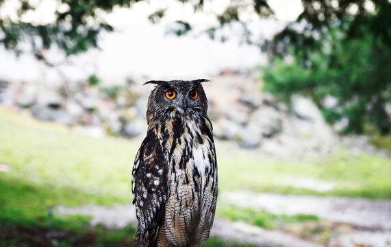 The Long-eared Owl
