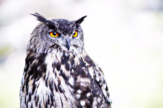 The Long-eared Owl