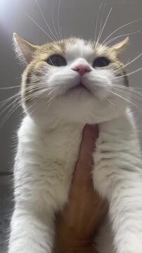 Funny white cat being held up by owner showing silly facial expressions in this cute viral home video motion clip