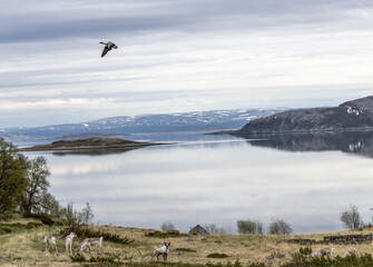 a herd of reindeer on the coast of the stabbursness nature reserve in Finnmark county, Norway © Lunghammer