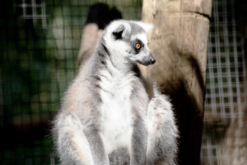 the ring tailed lemur is sitting  resting © susan flashman