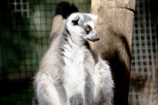 the ring tailed lemur is sitting  resting