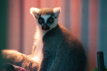 this is a close up of a ring tailed lemur sitting under a red light to keep warm © susan flashman