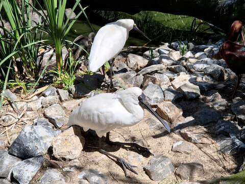 there are 2 royal spoonbills searching for food