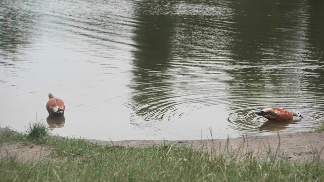 Pair of Ruddy Shelducks Swimming in a Quiet Park Pond