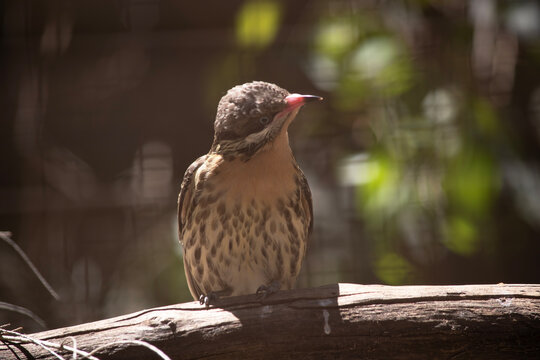 the spiny  cheeked honeyeater is perched on a branch