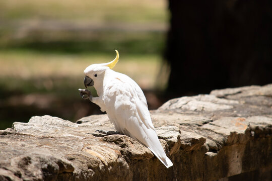 this is a side view of a sulphur crested cockatoo eating