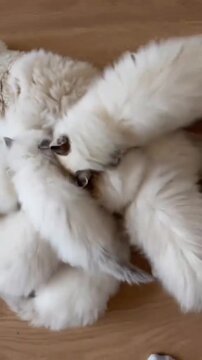 Mother ragdoll cat nursing multiple fluffy white kittens on a wooden floor in this adorable home video motion clip