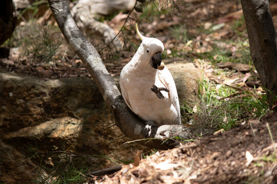 the sulphur crested cockatoo eating a nut
