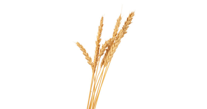 An ear of wheat isolated on transparent or white background, png
