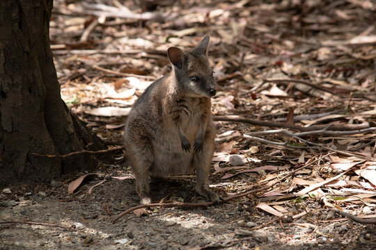 the tammar wallaby is looking for food
