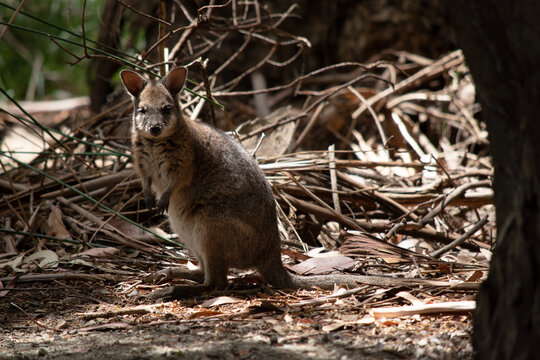 the tammar wallaby is looking for food