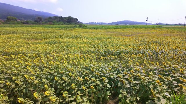 A wide expanse of golden sunflowers blankets a rural field under soft daytime lighting, showcasing vibrant green foliage and rich earthy textures.