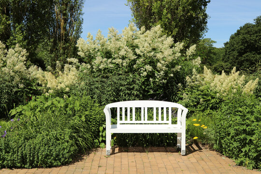 White bench with blooming shrubs and Aruncus dioicus.