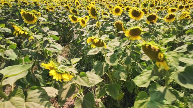 Bright golden sunflowers bloom across a lush green field under warm daylight, highlighting rich textured foliage and a dynamic moving perspective.