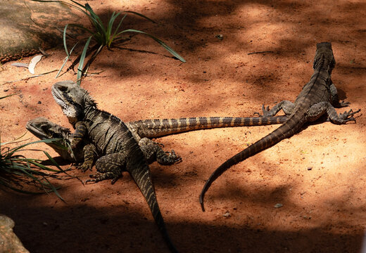 three water dragon lizards walking in the sand
