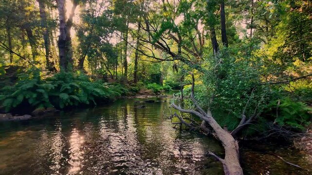 Sunlight filters through dense woodland foliage onto a calm, reflective river in Ancora, highlighting a fallen tree trunk, vibrant green ferns, and rippling water textures.