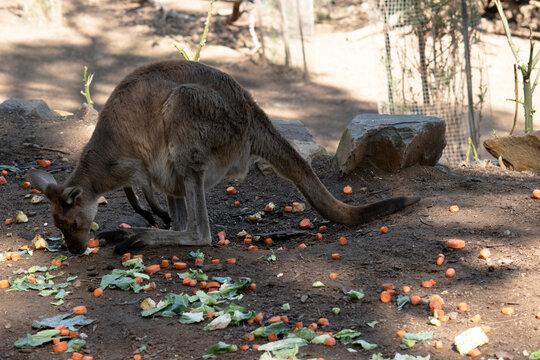 this is a side view of a kangaroo eating vrgetables
