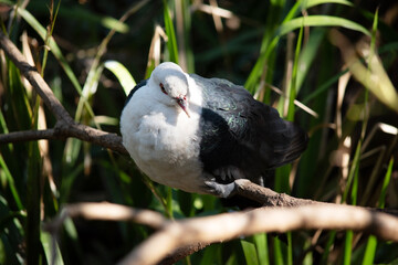 the white headed pigeon is perched on a branch © susan flashman
