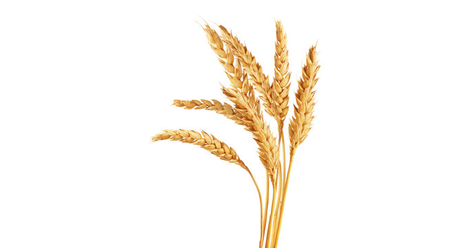 An ear of wheat isolated on transparent or white background, png
