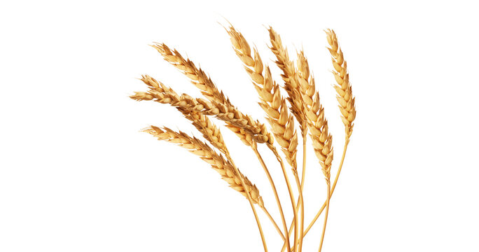 An ear of wheat isolated on transparent or white background, png
