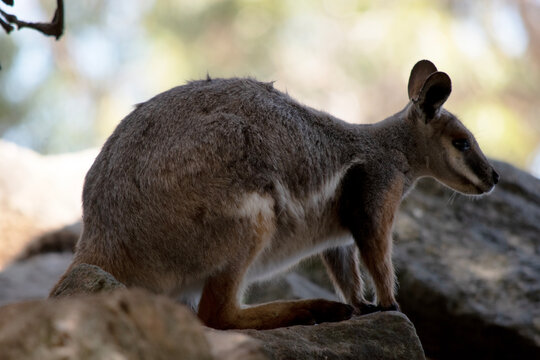 this is a side view of a yellow footed rock wallaby