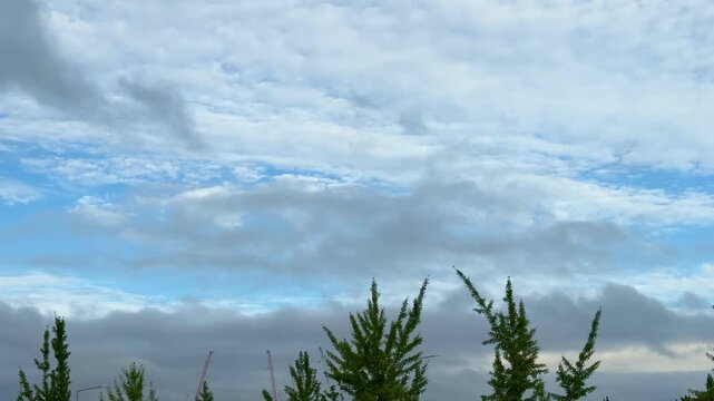 Fluffy Clouds Blue Sky with Green Foliage in the Foreground