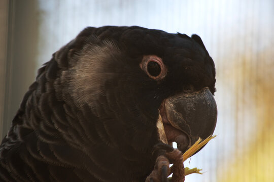 the yellow tailed cockatoo is eating  grass shoots