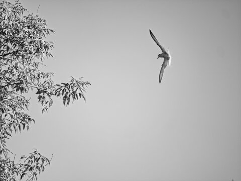 A bird with outstretched wings soars through the clear gray sky next to a tree branch, suitable for a nature header.