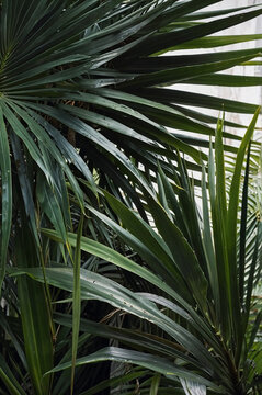 green tropical palm leaves texture background