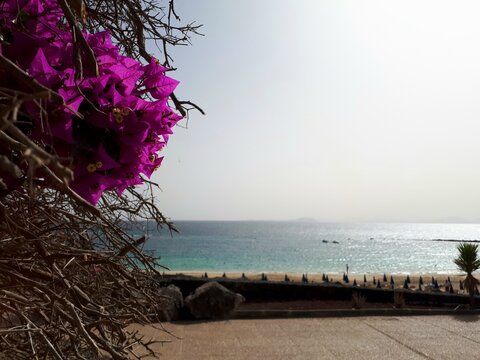 Bougainvillea flowers framing the Atlantic coast of Lanzarote, Canary Islands, Spain