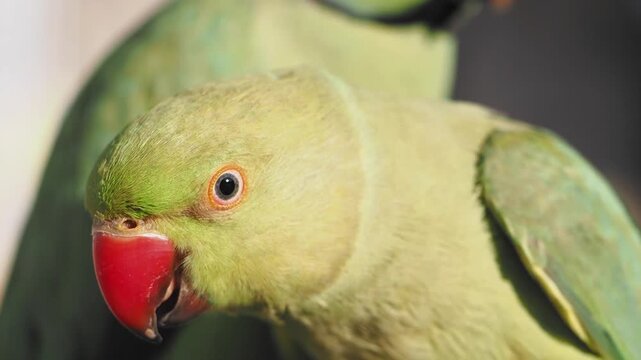 Close up video of beautiful green rose-ringed parakeets, also known as ringneck parrots, with vibrant red beaks blinking
