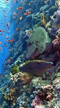 Pair of Scrawled Filefish (Aluterus scriptus) swimming together over a coral reef, underwater video. Taken in Sharm el sheikh, Egypt. 